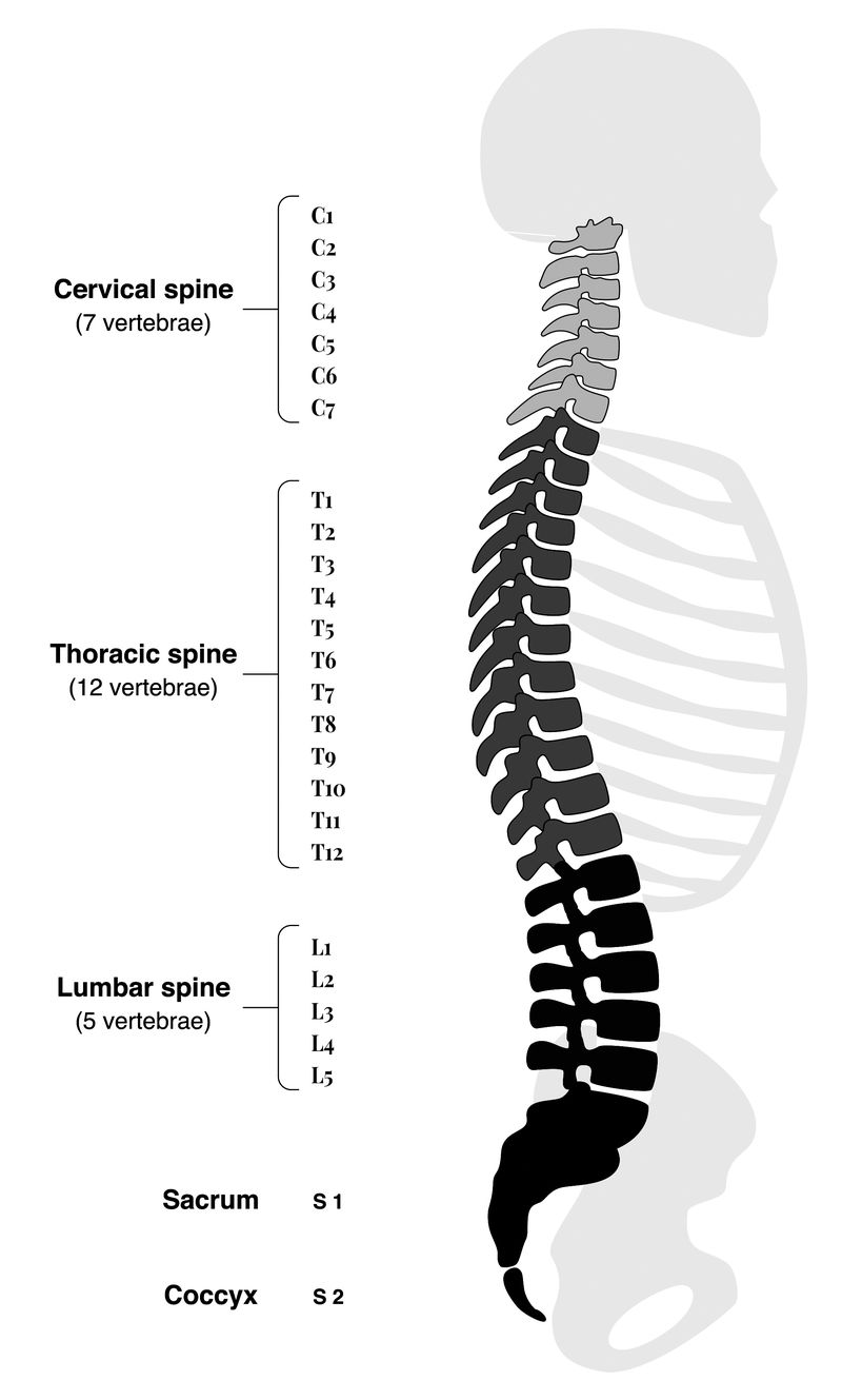 Vertebral column showing cervical, thoracic, lumbar, sacral, and coccyx regions